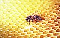 蜜蜂腿上的一滴蜂膠