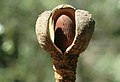 Prosopanche americana inflorescence