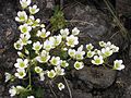 Saxifraga rosacea