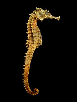 Mummified seahorse