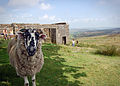 Curious Sheep at Top Withens (Wuthering Heights)