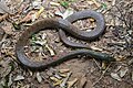 Xenochrophis trianguligerus from Kaeng Krachan National Park.