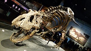 Tyrannosaurus rex ("Trix" specimen, exhibited at CosmoCaixa from 27 October 2017 to 18 February 2018[12][13])