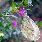 黑纹纤粉蝶 Leptosia medusa