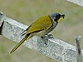 Yellow throated honeyeater with insect