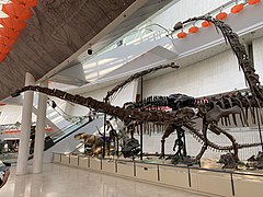 自然博物馆大厅恐龙化石
