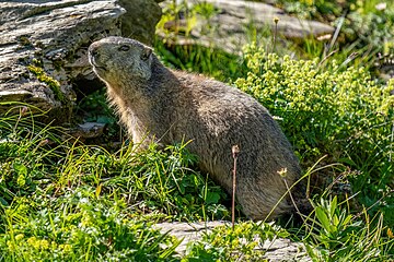 Wild marmot at Grand Muveran Nature Reserve