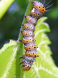 Image of an Alypia octomaculara caterpillar. It's small in size, with black, white, and orange stripes interchangeable throughout its body.