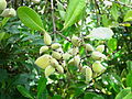 Avicennia officinalis fruit