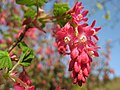 Ribes sanguineum