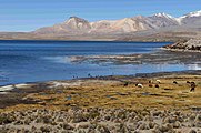 Shoreline vegetation and landscape