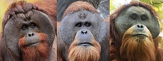 Head shots of male Bornean, Sumatran and Tapanuli orangutans