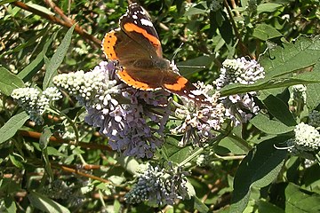 Red Admiral butterfly feeding on Buddleja officinalis in January