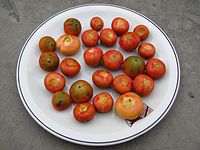 Fruit collected from a tree in Sertão Santana, Rio Grande do Sul, Brazil.