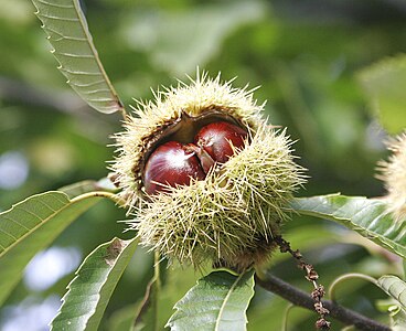 Sweet Chestnut, by Fir0002