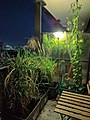 Balcony gardening at night