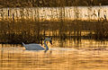 Mute swan