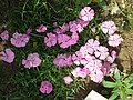 Dianthus alpinus