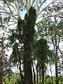 Choking natural vegetation in Australia