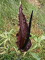 Dracunculus vulgaris inflorescence D1