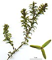 Elodea canadensis - Canadian pondweed