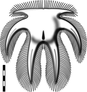 Reconstruction of the head shield of Furca bohemica