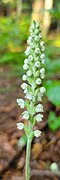 Goodyera pubescens