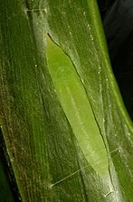 Pupa