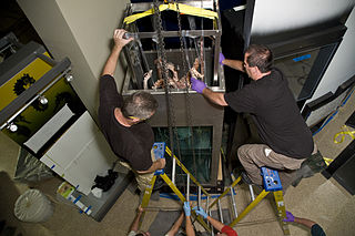 (?/7/2005) Same specimen being lowered into its final position at the Sant Ocean Hall of the National Museum of Natural History (NMNH) in Washington, D.C. Both specimens currently on display at the NMNH were flown from Spain aboard a C-17 Globemaster III as part of "Operation Calamari".[174]