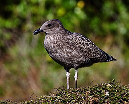 Juvenile in New Zealand