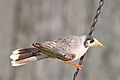 Feathers are sleeked to reveal the full eye patch.