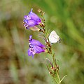 Flowers of Penstemon neomexicanus