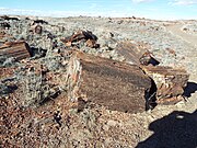 Petrified Wood