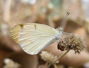 Ventral view (male)