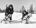 Sled dogs