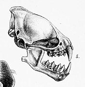 Drawing of bat skull