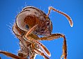 Image 32Closeup of a fire ant, showing fine sensory hairs on antennae (from Insect morphology)