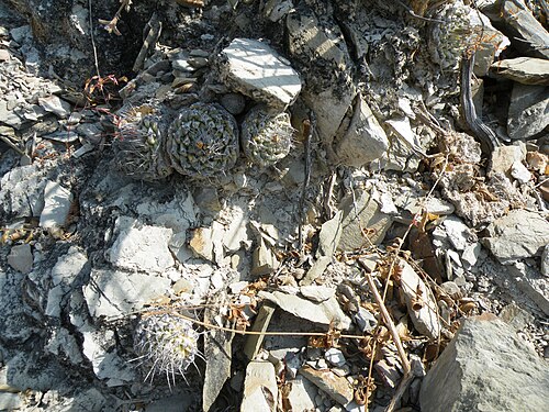 Plants growing on rocks in Pena Blanca, Queretaro