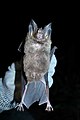 Fringe-lipped Bat (Trachops cirrhosus) being held by a researcher