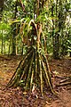 A Walking Palm at La Selva