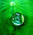 A drop of water on a leaf, hydrophobic effect, partial wetting