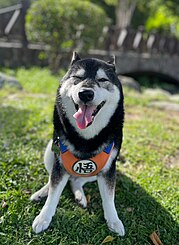 黑柴犬 (Shiba Inu)