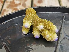 Close-up on the corallites.