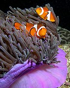 Anemone purple anemonefish