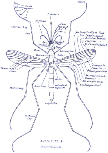 Morphology of female Anopheles