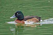 Male Baer's pochard