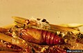 Choristoneura lambertiana pupa