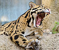 Clouded Leopard