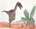 Coelophysis bauri