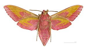 Female ventral view